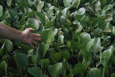 In 1884, a Florida visitor planted water hyacinth beside the St. Johns River; by 1896, it had spread across 200 miles