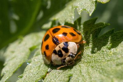 US released Asian lady beetles in 1916 to fight crop pests, but they later spread into homes and orchards