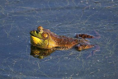 In 1898, American bullfrogs were imported to California for frog legs; the predators later spread across the West, eating native frogs, fish, snakes, birds and small mammals