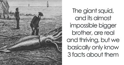 The Largest Invertebrate On Earth Has Been Filmed Exactly Thrice; It Is Not Happy About It