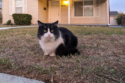 Police and RSPCA Sued Over Disabled Cat That Died After Being Removed From Home