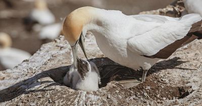 Scottish Government blocks historic island 'guga hunt' from going ahead