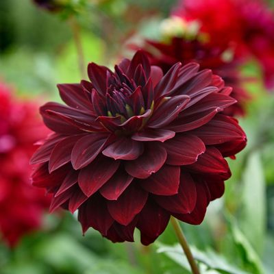 What to do with dahlias in August – 4 crucial tasks that will keep your plants flowering into the autumn months