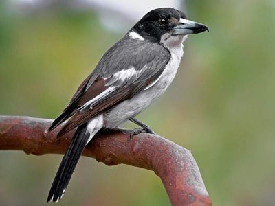 Canada’s innocent-looking ‘butcher bird’ looks harmless but mercilessly stabs its prey on thorns and barbed wire: Meet the tiny songbird with a terrifying hunting secret, now facing threats in Saskatchewan