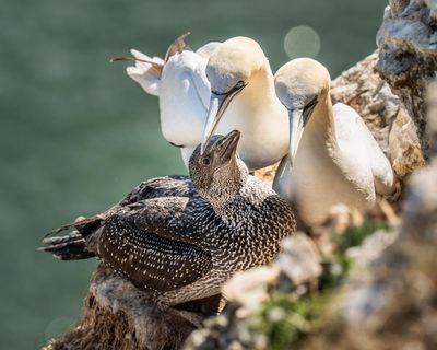 Scottish gannet chick hunt blocked for first time in 400 years