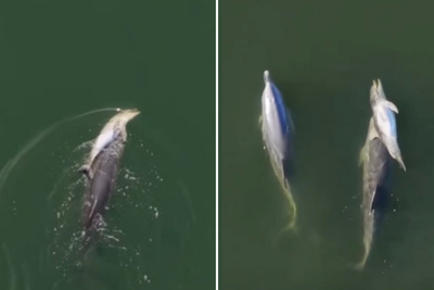 Mother dolphin filmed carrying dead calf through sea for six days in heartbreaking footage