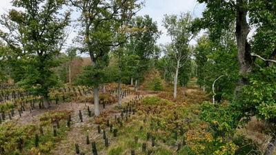 In 2022, France promised 1 billion trees within a decade; four years later, a court struck down the decree funding the programme