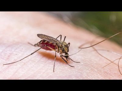 In 2009, scientists revealed the world's most annoying insect, mosquito, turned out to have a romantic side