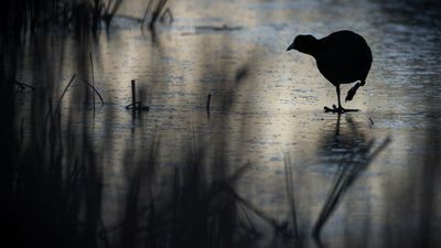 Photographer Robert Canis spent 30 years shooting one nature reserve: here's what that patience can teach the rest of us