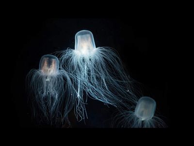 In 2005, scientists revealed how ships helped Moon Jellyfish conquer the world's seas and threaten ecosystems around the planet