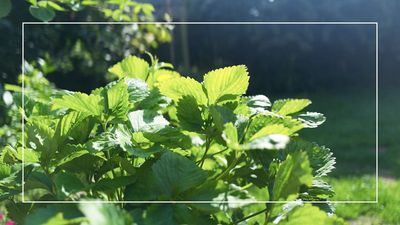 Wondering when to cut back your strawberry plants? An expert reveals why acting now is crucial