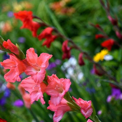 7 reasons why your gladioli is not flowering – what you can do to ensure beautiful, vibrant blooms every year