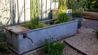 A Micropond Is The Tiny Garden Trend That Brings Wildlife to You – and It's Surprisingly Easy to Create at Home