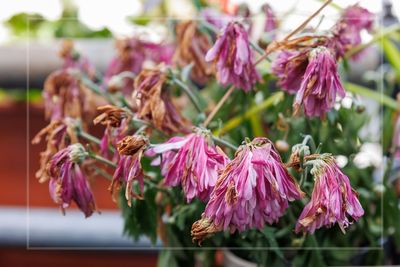 Back from holiday to dried-out plants? A 'secret ingredient' in your kitchen can save the day