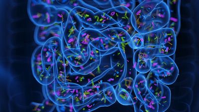 'Poop pills' may ease insomnia by reprogramming the gut microbiome, early study hints