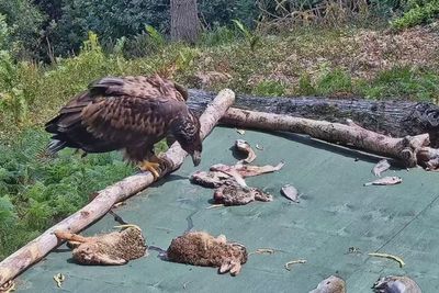 White-tailed eagles return to Exmoor after more than 200 years