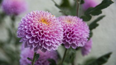 This 1-Minute Chrysanthemum Trick Will Reward You With Bigger, More Spectacular Blooms That Will Last Through Fall