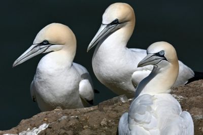 Last Scottish island bird hunt banned after almost 500 years