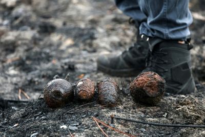 WWII shells surface in wildfire-ravaged French village