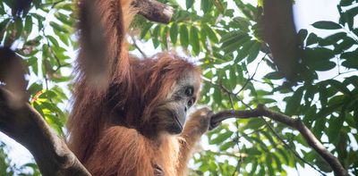 Multiple threats endanger the world’s rarest great ape, a new study on the Tapanuli orangutan reveals