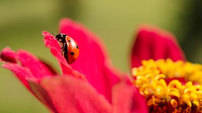 This Easy-to-Grow, Resilient Flower Is a Magnet for Ladybugs – And Provides Natural, Free Pest Control