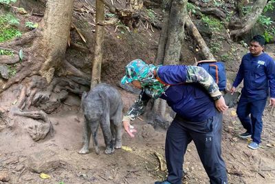 Wild elephant calf dies only days after being rescued
