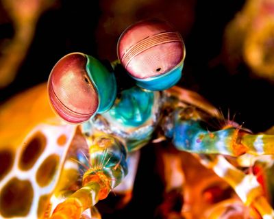 Six mind-bendingly amazing facts about invertebrates