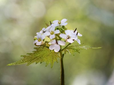 In the 1850s, settlers brought garlic mustard to America for food and medicine; it escaped gardens and altered the fungi that native trees depend on