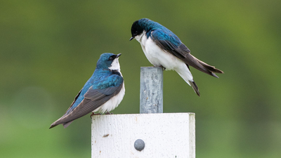 In 2018, a Belgian town put nesting boxes on a water tower; after starting with zero swallows, 500 chicks were born there in 2026