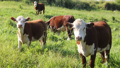 In the 1840s, Alabama farmers embraced a drought-resistant livestock grass; it became a crop-choking weed that could poison cattle