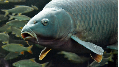 In 1877, America distributed carp across the country for food; escaped populations later uprooted underwater plants that native fish rely on