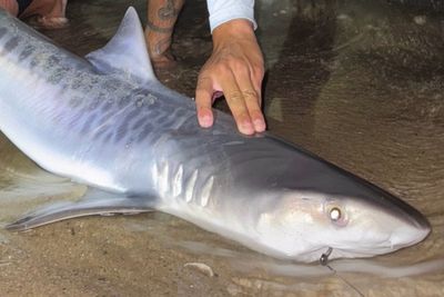 Alarm over ocean temperatures as tropical shark caught off Cape Cod