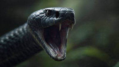 Countries with most black mambas: From South Africa to Kenya, where the deadly snake is found