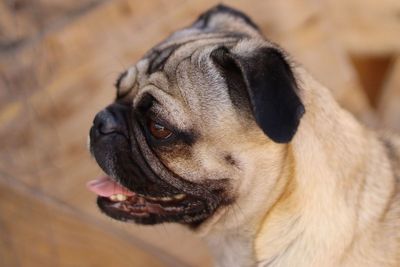 Could Chihuahuas and Pugs Really Be Banned? MPs Say UK 'Ban' Claims Are False