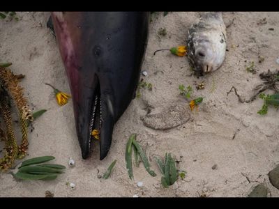 Why are so many dolphins washing up on South Australian beaches? Long-term data point to a devastating algal bloom