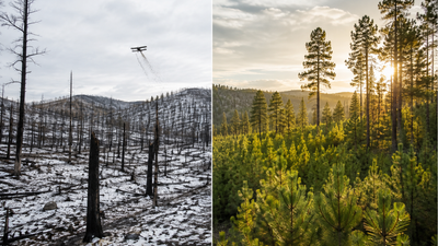 In 1948, Maine loaded white-pine seeds into a Navy plane and scattered them across 2,200 burned acres; some produced 2,475 seedlings per acre