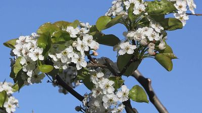 In 1908, the USDA imported disease-resistant Callery pear; its once-sterile-looking ornamental descendants cross-pollinated and invaded American fields