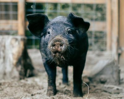 I would never go on holiday to France and come back with a pig. But I’ll admit I was tempted