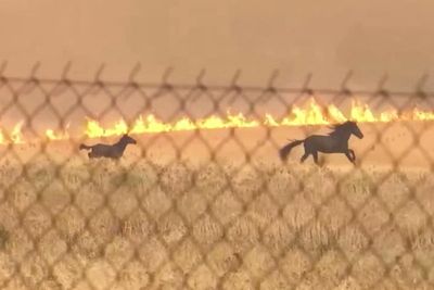 Horses run for lives as Greece wildfire closes in behind them