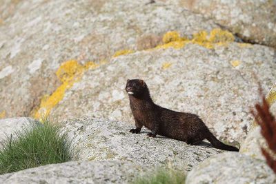 Scotland rolled out a “rolling carpet” of mink monitoring and targeted trapping across 29,000 km²; volunteers removed at least 646 invasive predators in four years