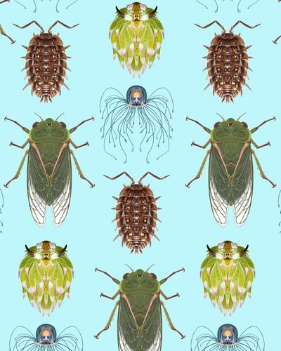 Revealed: the top 10 invertebrates of the year