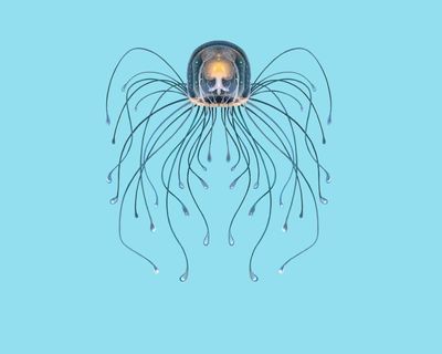 ‘When you kill it, it doesn’t die’: the jellyfish that has cracked the secret of immortality