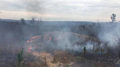In 1989, conservationists began prescribed burns on 81 acres in North Carolina; by 2025, more than 1.8 million acres of longleaf pine habitat had been restored across the Southeast