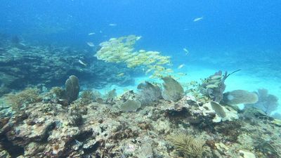 A Florida diver, after more than 20,000 dives, built an underwater nursery that grew 25,000 threatened corals for dying reefs