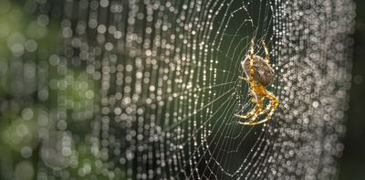 Producing spider silk is a biological feat – scientists are using it to develop materials for drug delivery and wound care