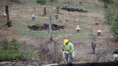 California's Ranch Fire burned 459,123 acres in 53 days; eight years later, crews planted 71,000 seedlings across the scar in eight days