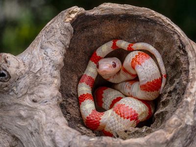 Meet the King Snake: A non-venomous reptile that hunts and eats venomous snakes; here's how it kills its prey