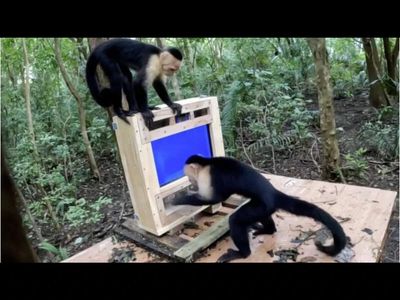Capuchin monkeys learn to ‘kiss’ an AI touchscreen for banana rewards in a groundbreaking Costa Rica experiment as new technology takes animal cognition research into the wild