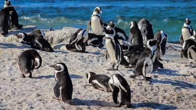 Two penguin pairs colonised a South African beach in 1982; by 2026, about 2,528 birds shared Boulders with swimmers