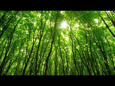 No exercise, no supplements, just 'Shinrin-yoku': In 1982, Japan introduced ‘forest bathing’, now scientists find a 3-day forest trip may boost immune cells for more than 30 days
